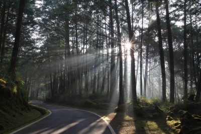  阿里山 祝山林道 